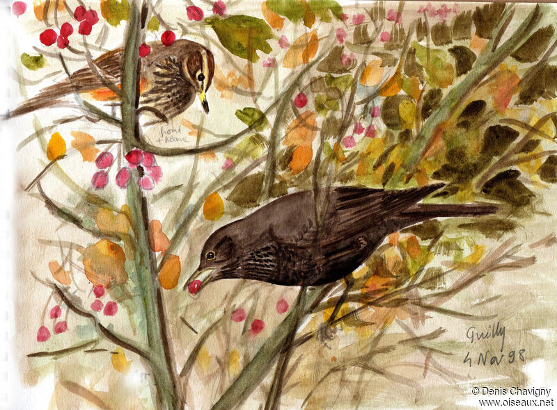 Common Blackbird female, eats