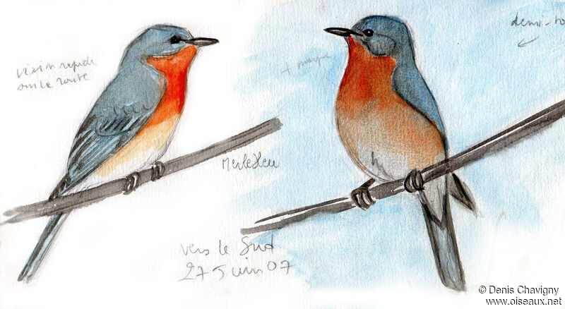 Eastern Bluebird male adult breeding, identification
