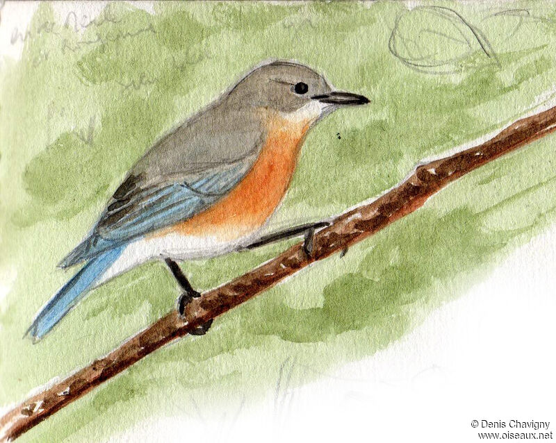 Eastern Bluebird female adult, identification