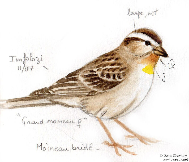 Yellow-throated Bush Sparrowadult, identification