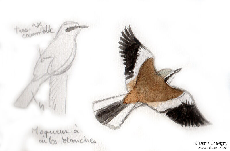 White-banded Mockingbird, Flight