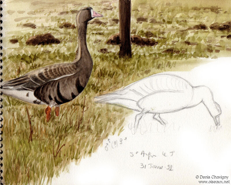 Greater White-fronted Gooseadult, habitat