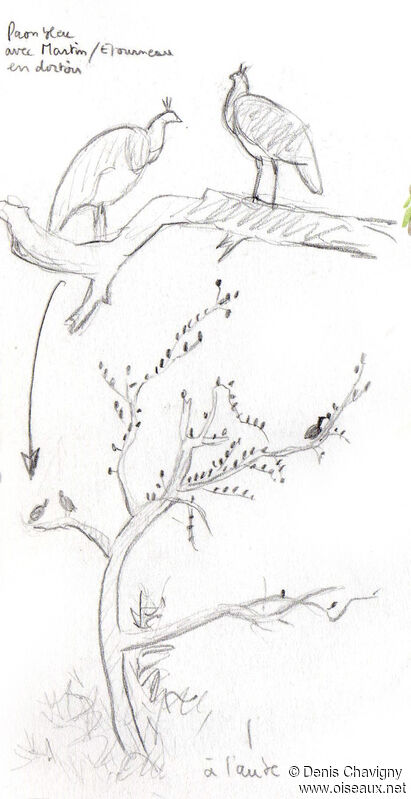 Indian Peafowl, habitat