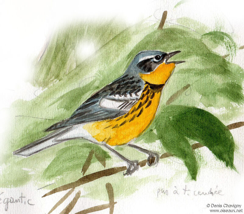 Magnolia Warbler male adult breeding, identification, song