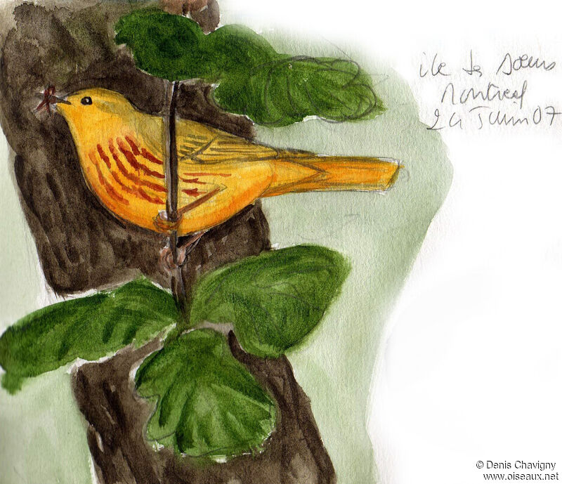 American Yellow Warbler male adult breeding, Reproduction-nesting