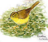 Two-banded Warbler