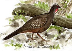 Red-faced Guan