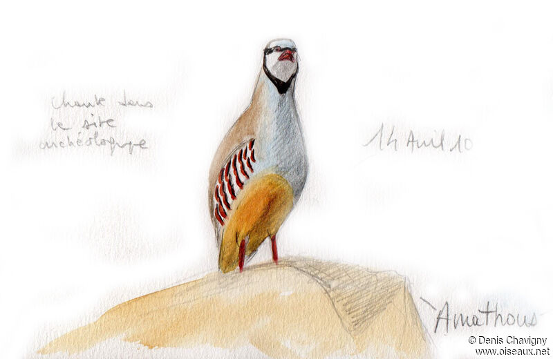 Chukar Partridge male adult, song
