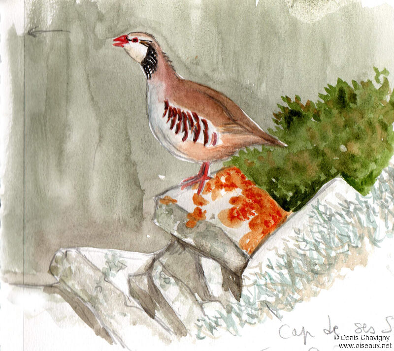 Red-legged Partridge male adult, habitat, song