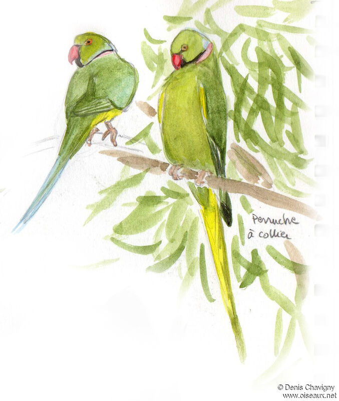 Rose-ringed Parakeet, habitat