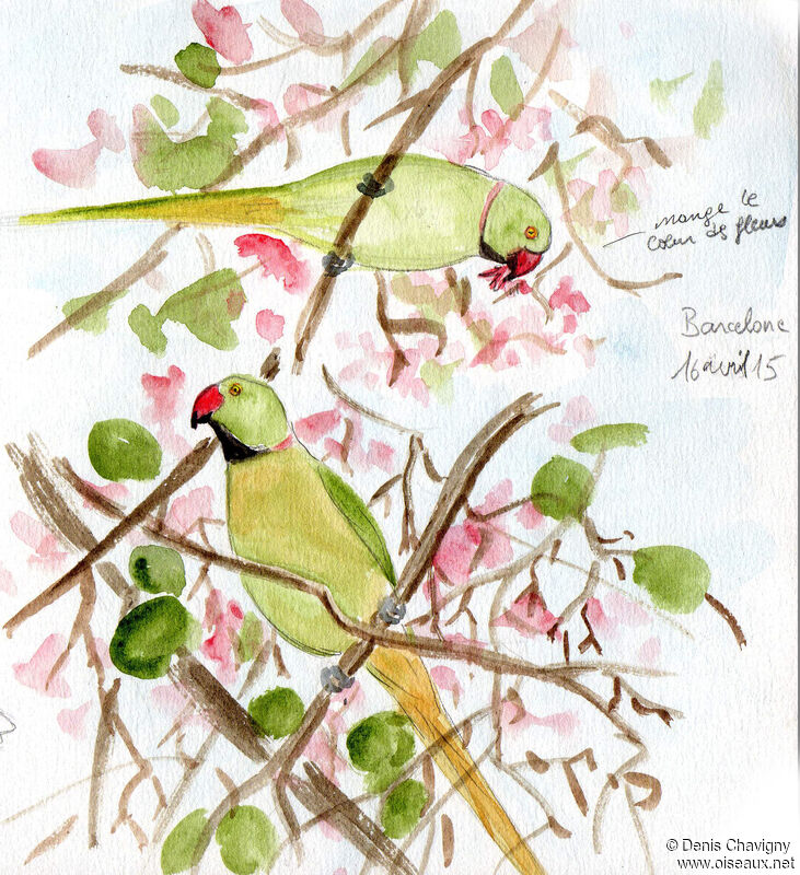 Rose-ringed Parakeet, habitat, eats