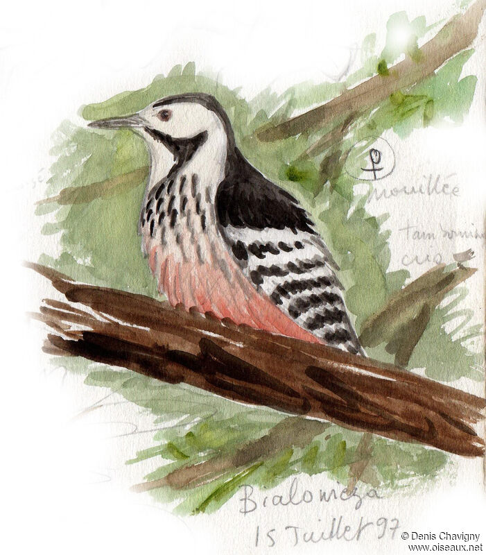 White-backed Woodpecker female adult, identification
