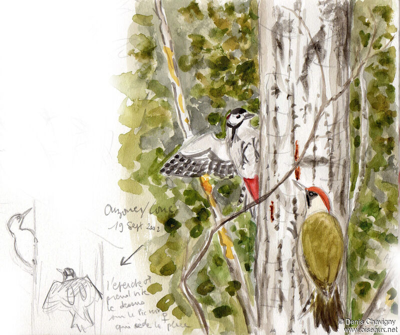 Great Spotted Woodpecker male adult, habitat