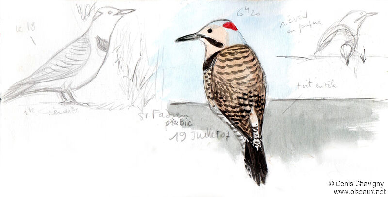 Northern Flicker male adult, Reproduction-nesting