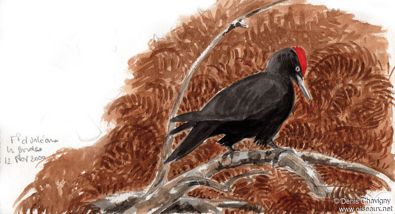 Black Woodpecker male adult, habitat