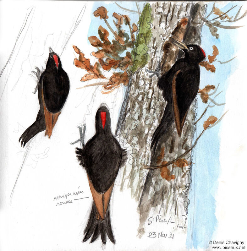 Black Woodpecker female, moulting