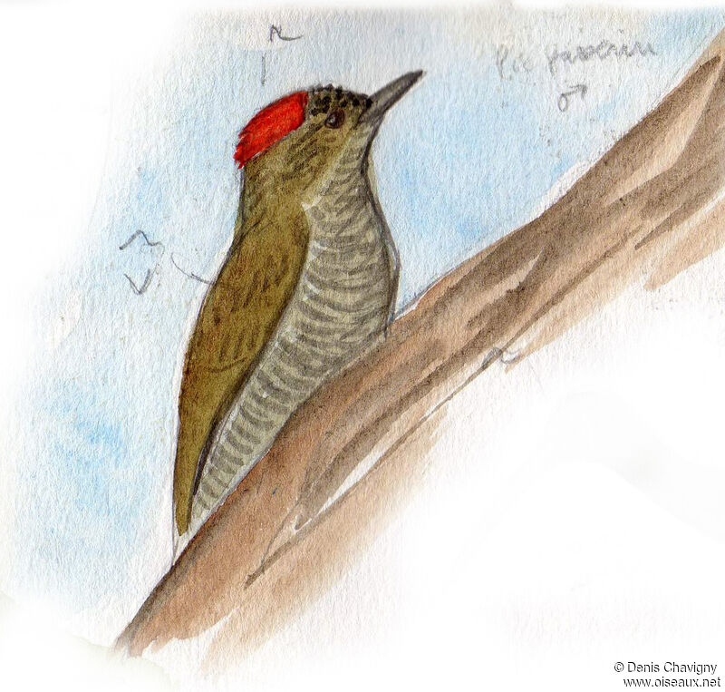 Little Woodpecker male adult, habitat