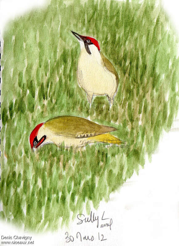 European Green Woodpeckeradult breeding, habitat, eats