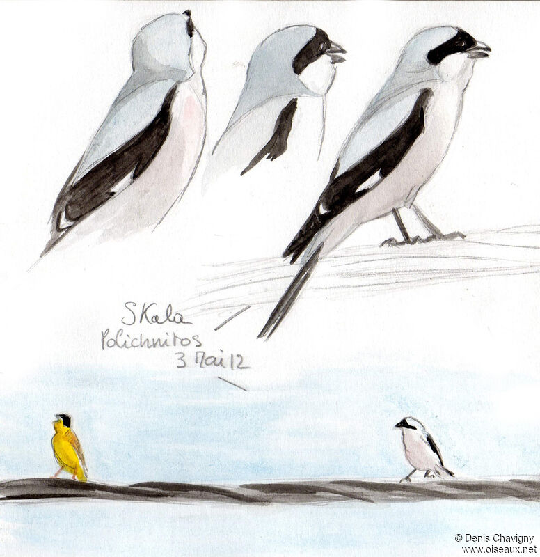 Lesser Grey Shrike male adult, song