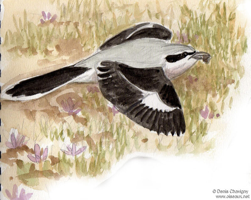 Iberian Grey Shrikeadult, Flight