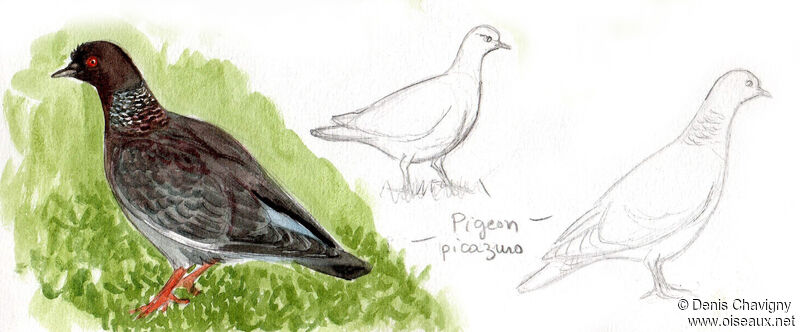 Pigeon picazuroadulte, identification