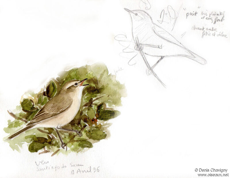 Iberian Chiffchaff male adult, song