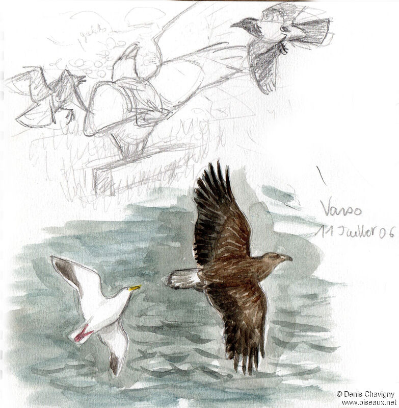 White-tailed Eaglesubadult, Flight