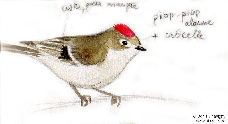 Ruby-crowned Kinglet male adult, moulting