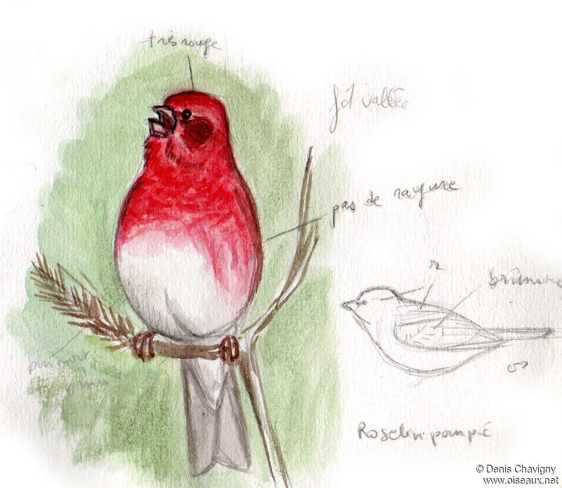 Purple Finch male adult breeding, identification, song