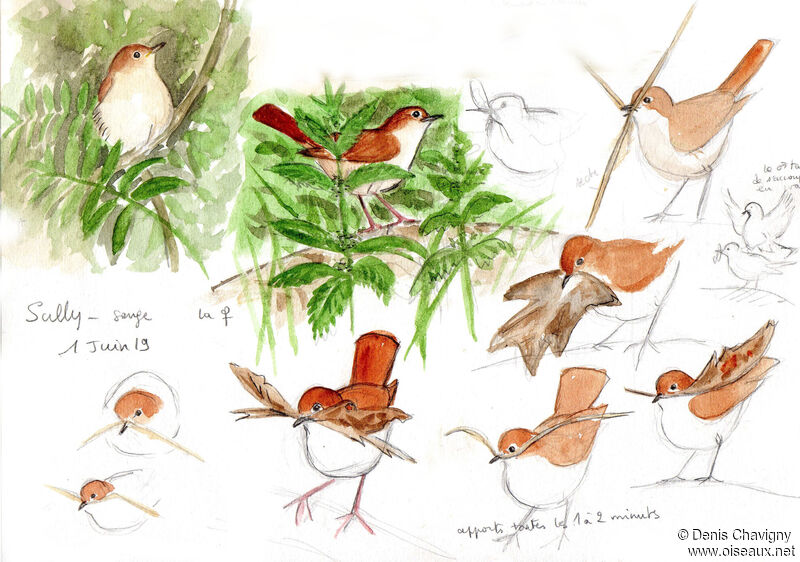 Common Nightingale female adult, Reproduction-nesting