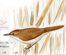 Common Reed Warbler (baeticatus)