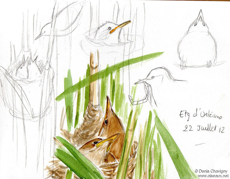 Eurasian Reed Warbler, habitat, Reproduction-nesting