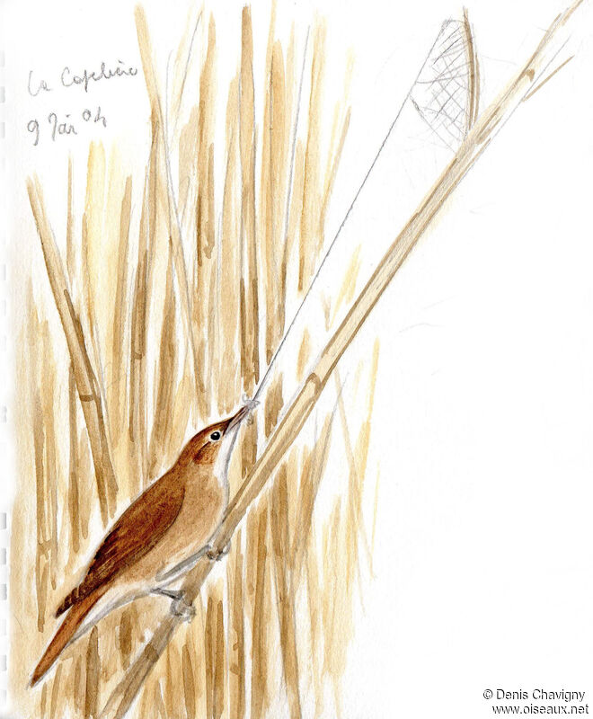 Common Reed Warbleradult, habitat