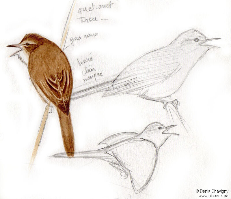 Marsh Warbler male adult breeding, song