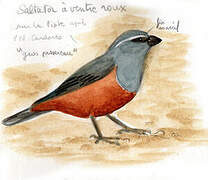 Rufous-bellied Mountain Tanager