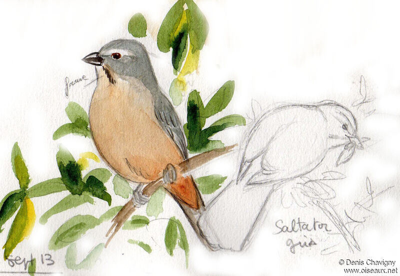 Bluish-grey Saltatoradult, identification