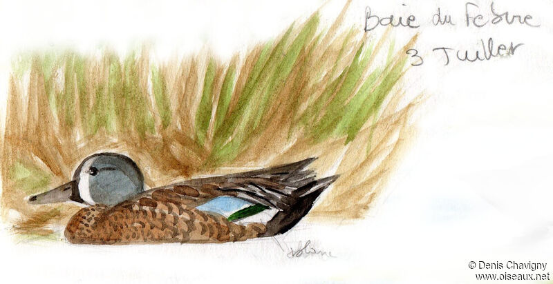 Blue-winged Teal male adult post breeding, identification, moulting
