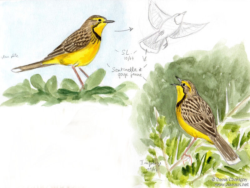 Sentinelle à gorge jaune mâle adulte, identification, chant