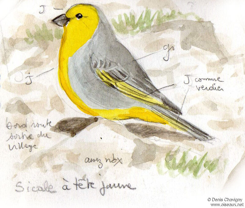 Citron-headed Yellow Finch male adult, identification