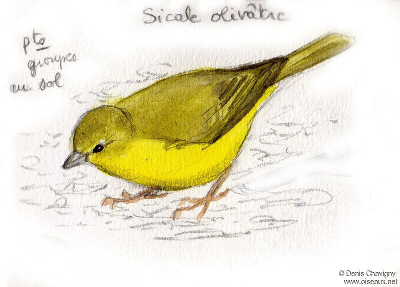 Greenish Yellow Finch male adult, habitat