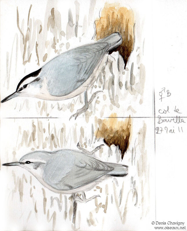 Corsican Nuthatchadult breeding, Reproduction-nesting