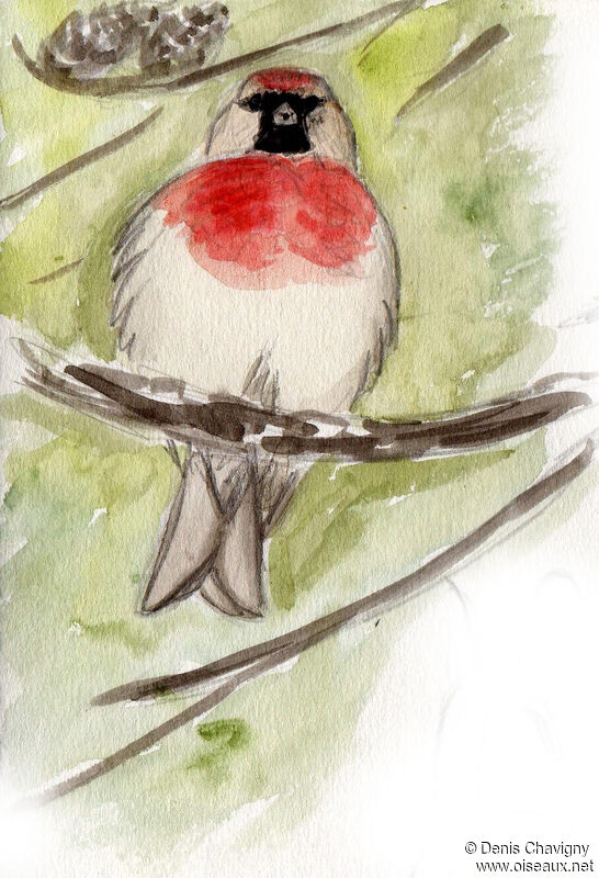 Lesser Redpoll male adult, identification