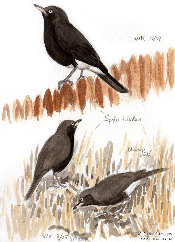 Pied Starling, habitat