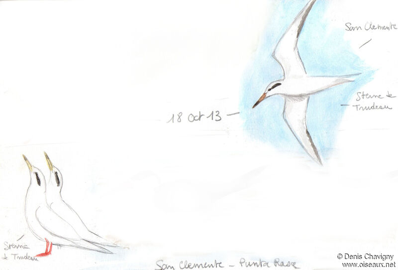 Snowy-crowned Tern, Flight