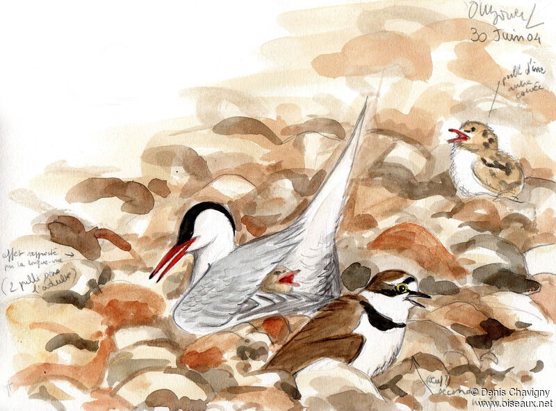 Common Tern, habitat, Reproduction-nesting