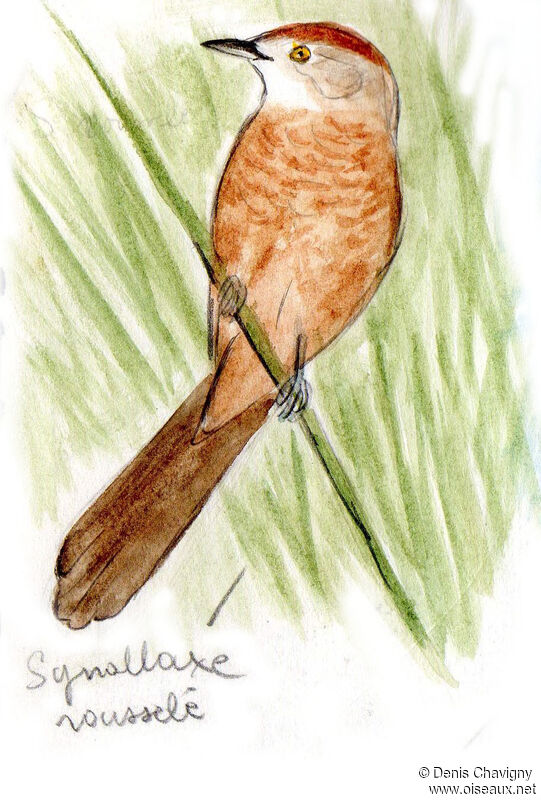 Freckle-breasted Thornbird, habitat