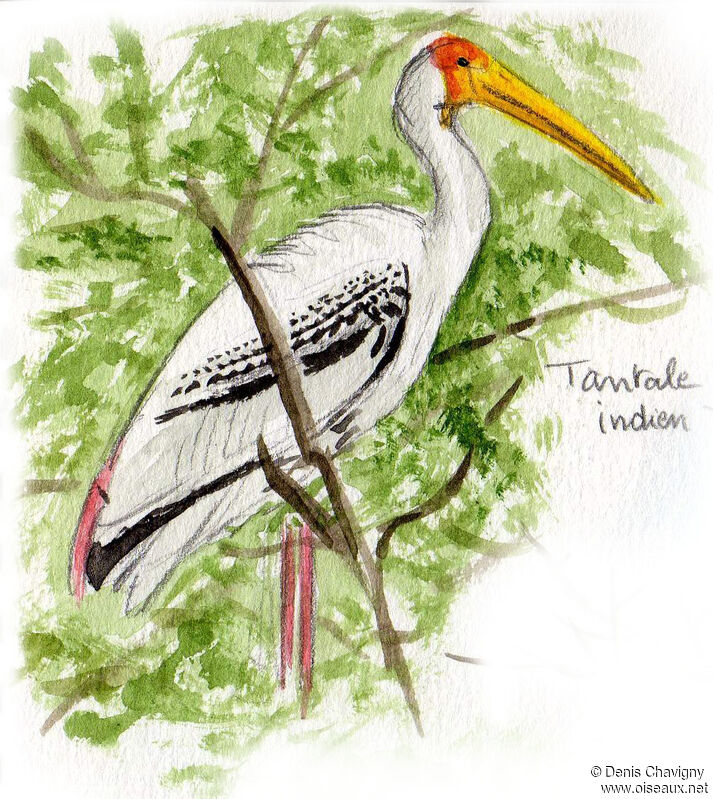 Painted Storkadult breeding, identification, Reproduction-nesting