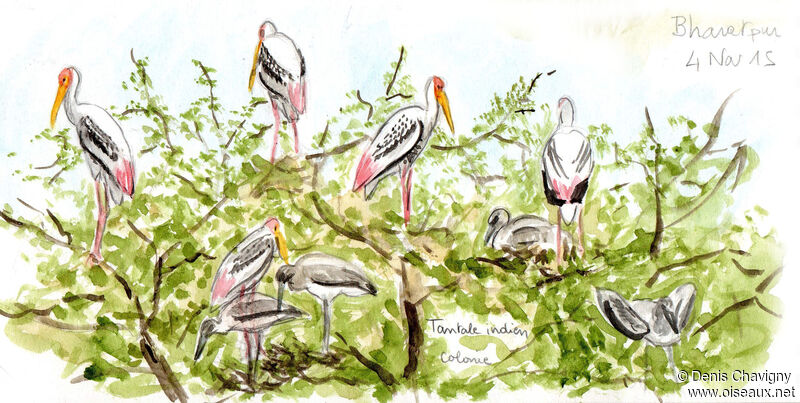 Painted Stork, colonial reprod.