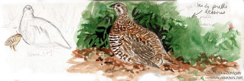 Spruce Grouse female adult, Reproduction-nesting