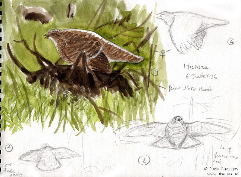 Black Grouse female adult breeding, Reproduction-nesting